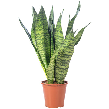 Bogenhanf - pflegeleichte Zimmerpflanze, Sansevieria zeylanica