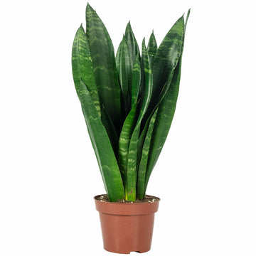 Bogenhanf - pflegeleichte Zimmerpflanze, Sansevieria trifasciata