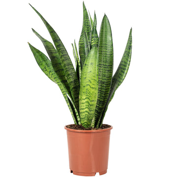 Bogenhanf - pflegeleichte Zimmerpflanze, Sansevieria zeylanica