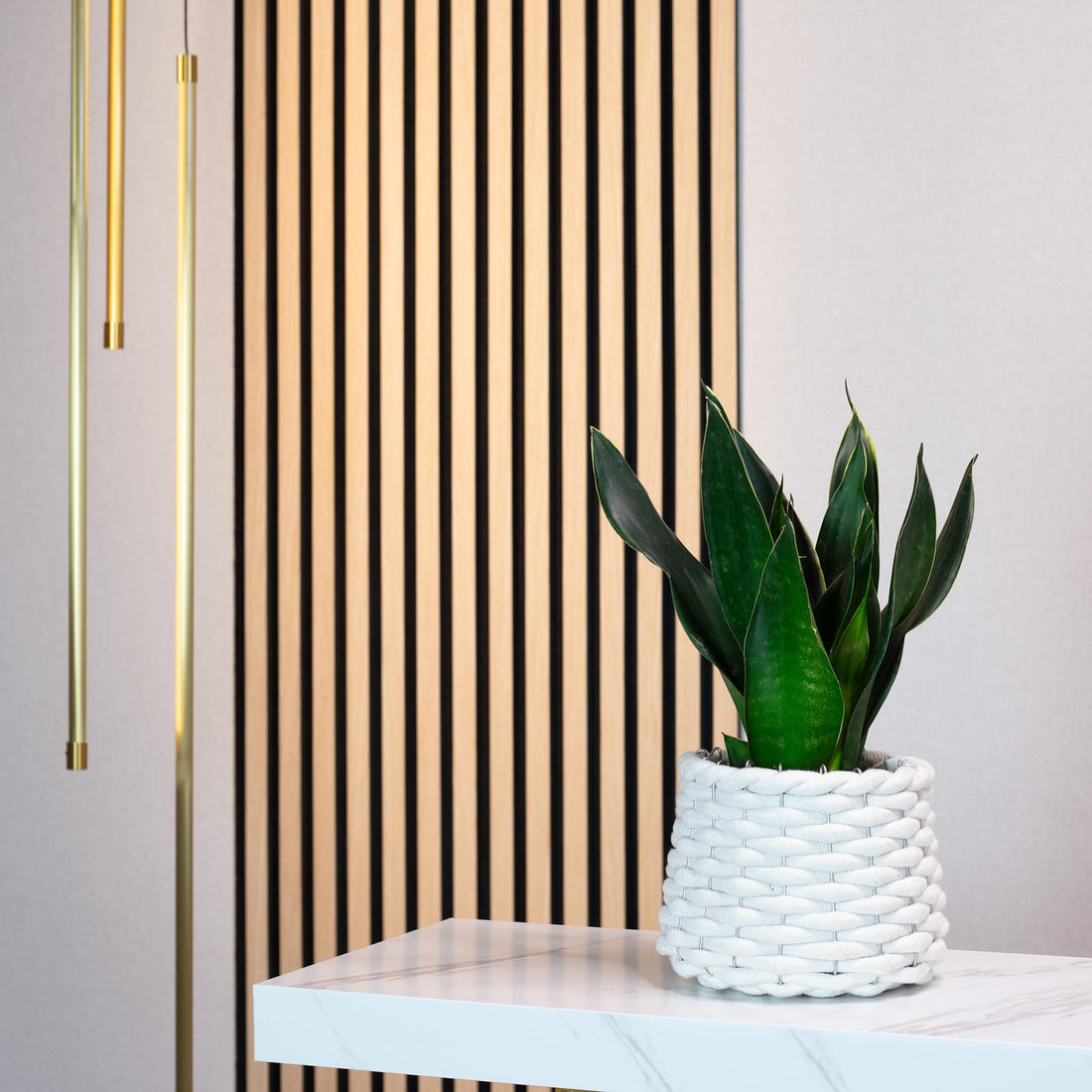 Bogenhanf - pflegeleichte Zimmerpflanze, Sansevieria trifasciata