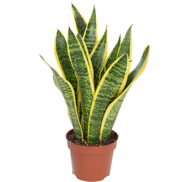Bogenhanf - pflegeleichte Zimmerpflanze, Sansevieria trifasciata Laurentii