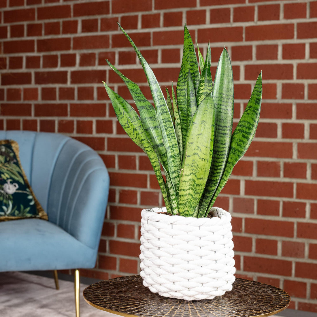 Bogenhanf - pflegeleichte Zimmerpflanze, Sansevieria zeylanica