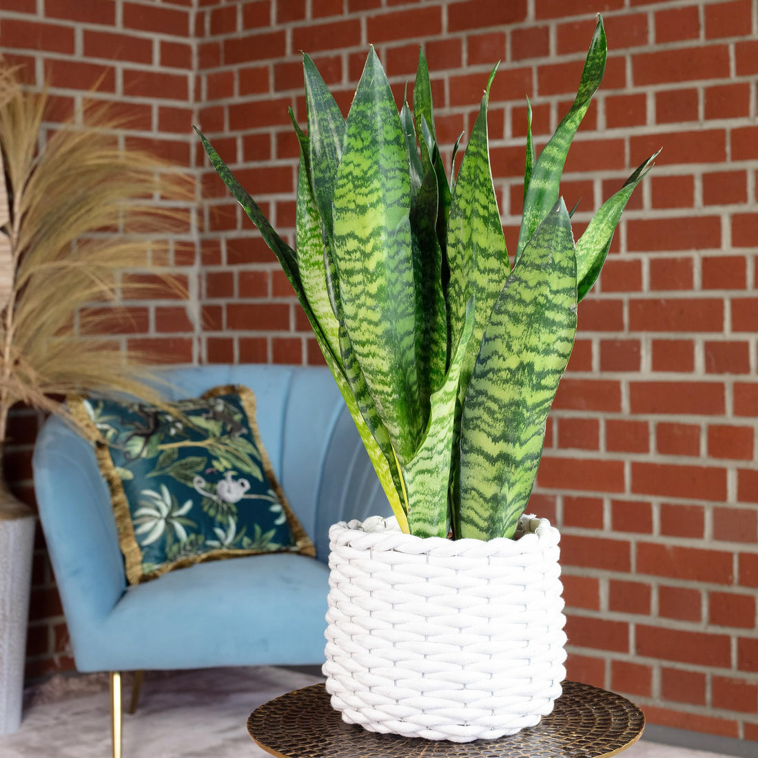 Bogenhanf - pflegeleichte Zimmerpflanze, Sansevieria zeylanica