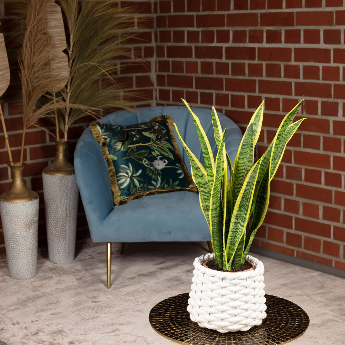 Bogenhanf - pflegeleichte Zimmerpflanze, Sansevieria trifasciata Laurentii